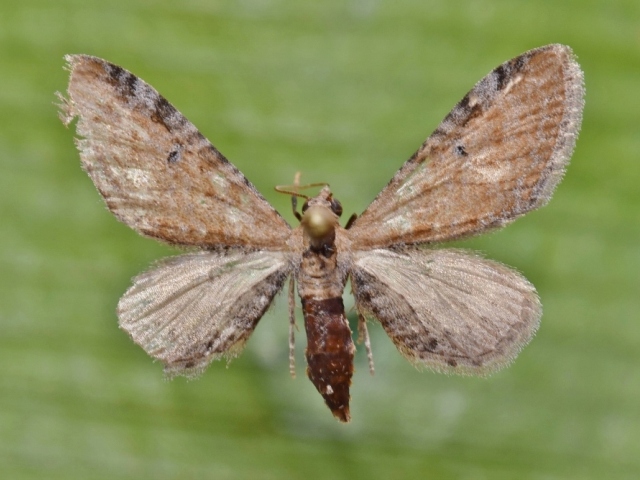 Eupithecia semipallida